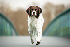 walking Dutch Partridge Dog