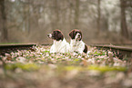 2 Dutch Partridge Dogs