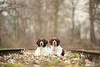 2 Dutch Partridge Dogs