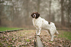 Dutch Partridge Dog