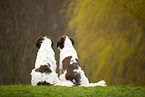 2 Dutch Partridge Dogs