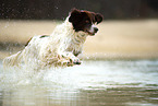 running Dutch partridge dog