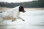 running Dutch partridge dog