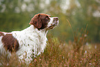 Dutch partridge dog portrait