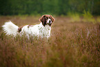 Dutch partridge dog