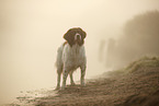 Dutch partridge dog in the fog