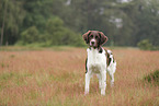 Dutch Partridge Dog