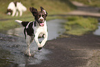 Dutch Partridge Dog