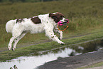 Dutch Partridge Dog