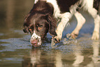 Dutch Partridge Dog