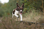 Dutch Partridge Dog