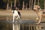 Dutch Partridge Dog and Waeller Sheepdog