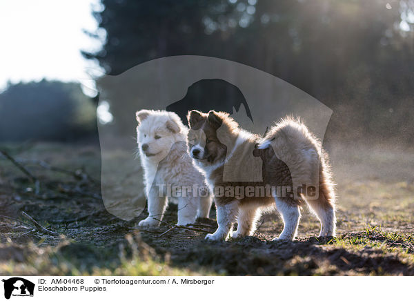 Eloschaboro Puppies / AM-04468
