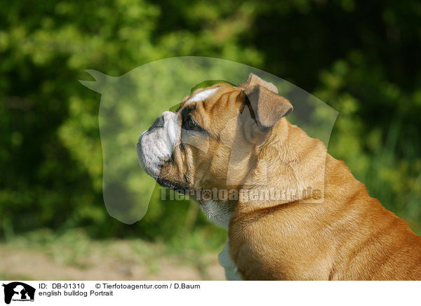 Englische Bulldogge im Portrait / english bulldog Portrait / DB-01310