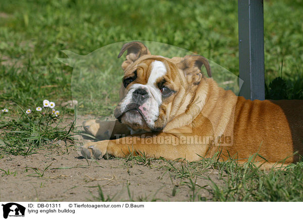 liegende Englische Bulldogge / lying english bulldog / DB-01311