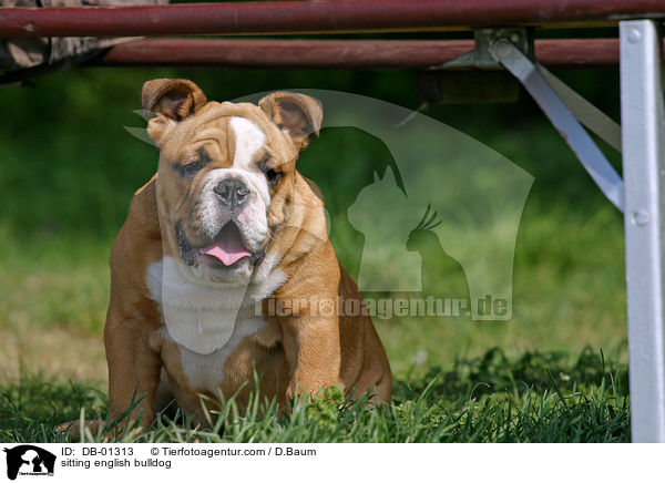 sitzende Englische Bulldogge / sitting english bulldog / DB-01313