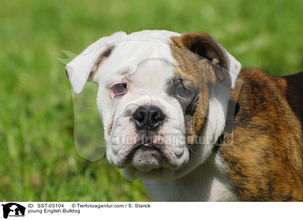 junge Englische Bulldogge / young English Bulldog / SST-03104