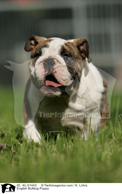 Englische Bulldogge Welpe / English Bulldog Puppy / KL-01443