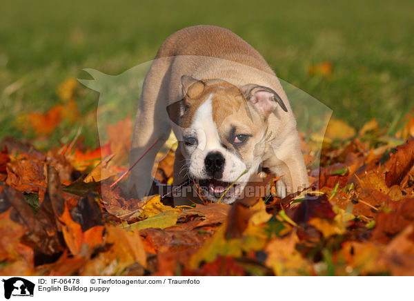 Englische Bulldogge Welpe / English Bulldog puppy / IF-06478