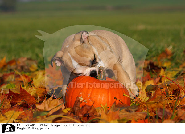 Englische Bulldogge Welpe / English Bulldog puppy / IF-06483