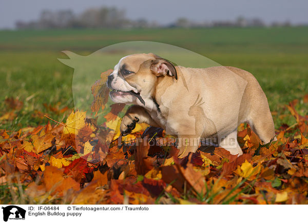 Englische Bulldogge Welpe / English Bulldog puppy / IF-06484