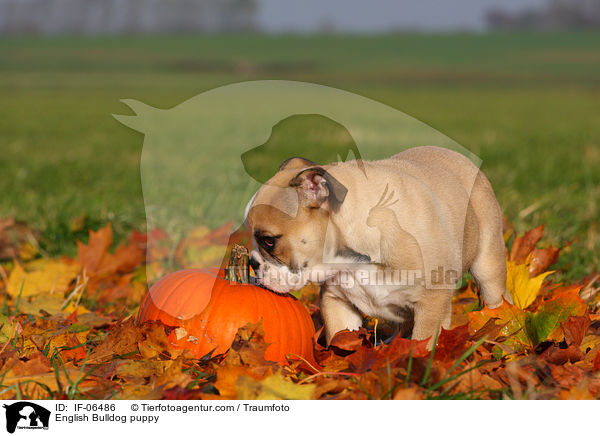 Englische Bulldogge Welpe / English Bulldog puppy / IF-06486