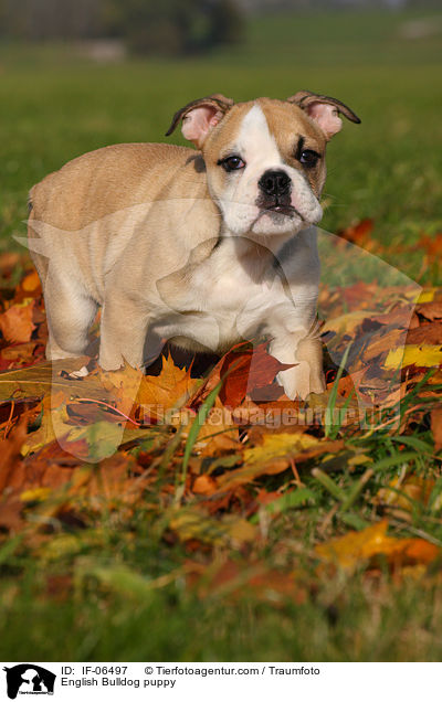 Englische Bulldogge Welpe / English Bulldog puppy / IF-06497