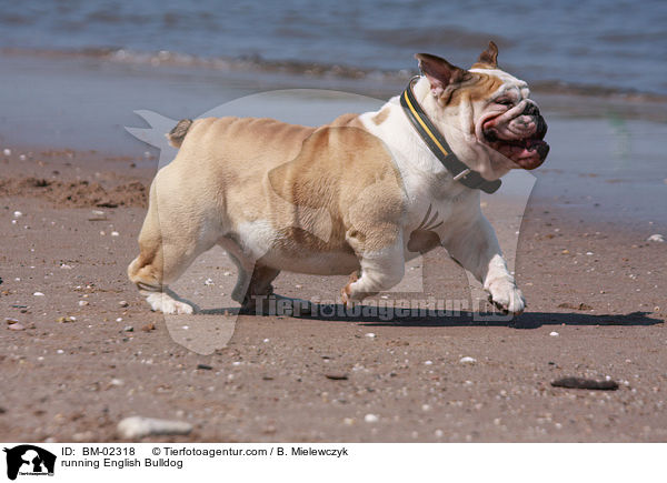 rennende Englische Bulldogge / running English Bulldog / BM-02318