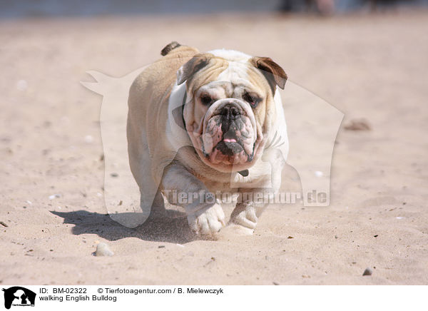 laufende Englische Bulldogge / walking English Bulldog / BM-02322