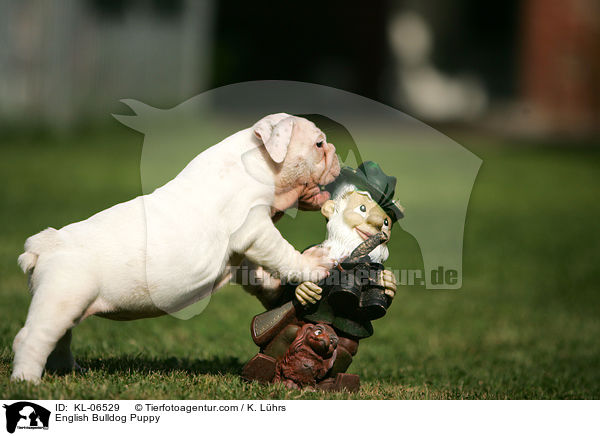 Englische Bulldogge Welpe / English Bulldog Puppy / KL-06529