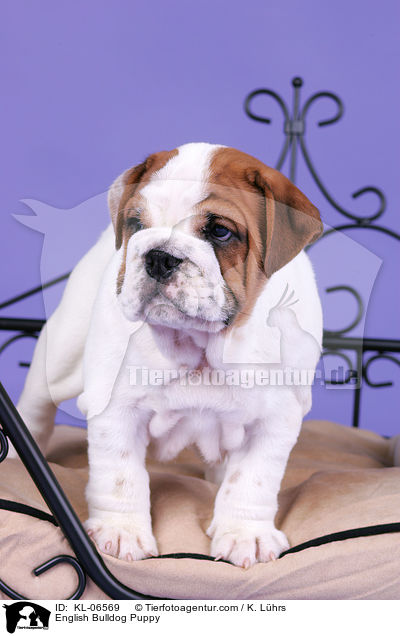 Englische Bulldogge Welpe / English Bulldog Puppy / KL-06569