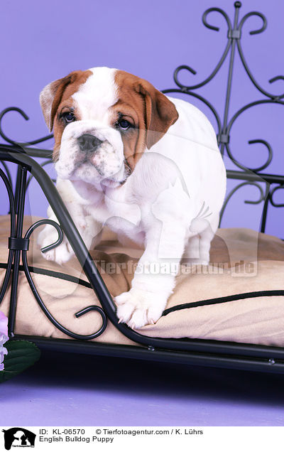 Englische Bulldogge Welpe / English Bulldog Puppy / KL-06570