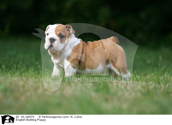 Englische Bulldogge Welpe / English Bulldog Puppy / KL-06574