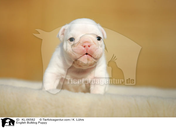 Englische Bulldogge Welpe / English Bulldog Puppy / KL-06582