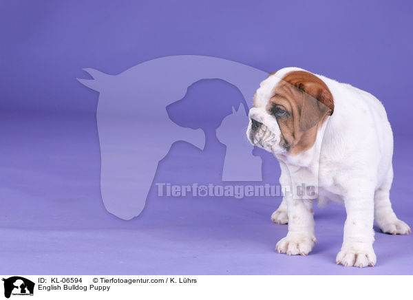 Englische Bulldogge Welpe / English Bulldog Puppy / KL-06594