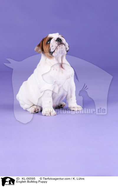 Englische Bulldogge Welpe / English Bulldog Puppy / KL-06595