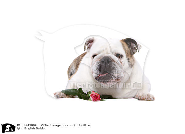 liegende Englische Bulldogge / lying English Bulldog / JH-13869