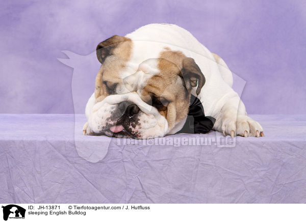 schlafende Englische Bulldogge / JH-13871