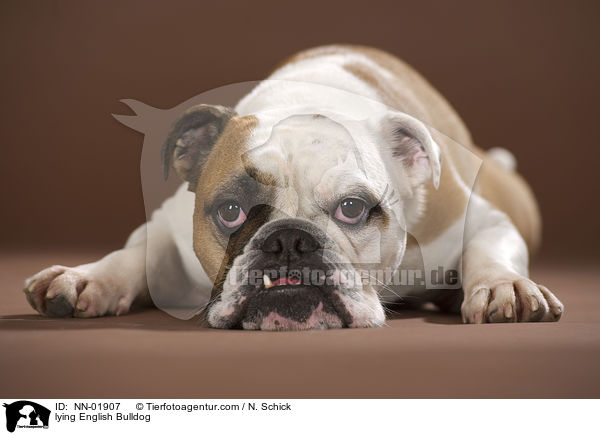 liegende Englische Bulldogge / lying English Bulldog / NN-01907