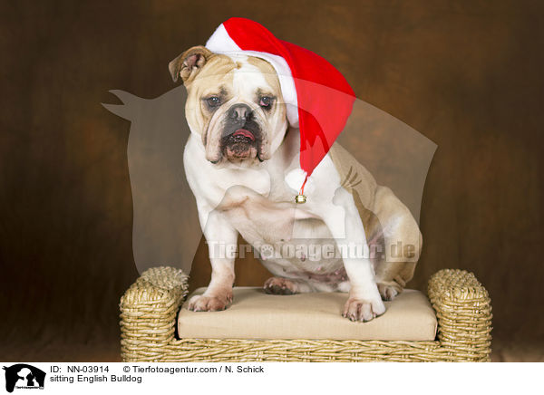 sitzende Englische Bulldogge / sitting English Bulldog / NN-03914