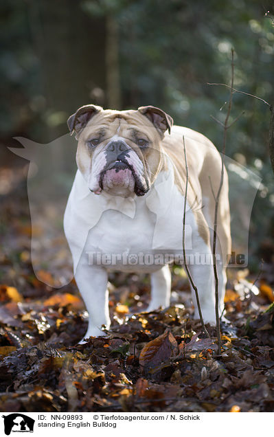 stehende Englische Bulldogge / standing English Bulldog / NN-09893