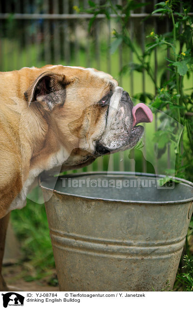 trinkende Englische Bulldogge / drinking English Bulldog / YJ-08784