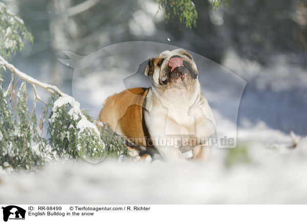 Englische Bulldogge im Schnee / English Bulldog in the snow / RR-98499