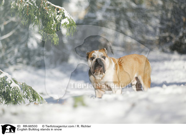Englische Bulldogge steht im Schnee / English Bulldog stands in snow / RR-98500