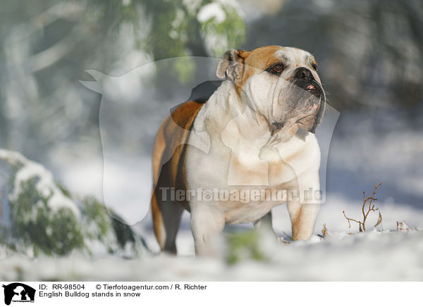 Englische Bulldogge steht im Schnee / English Bulldog stands in snow / RR-98504