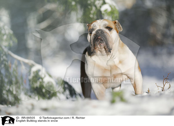 Englische Bulldogge steht im Schnee / English Bulldog stands in snow / RR-98505