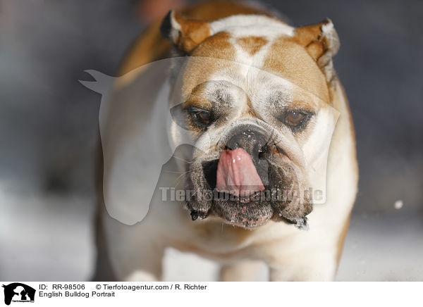 Englische Bulldogge Portrait / English Bulldog Portrait / RR-98506