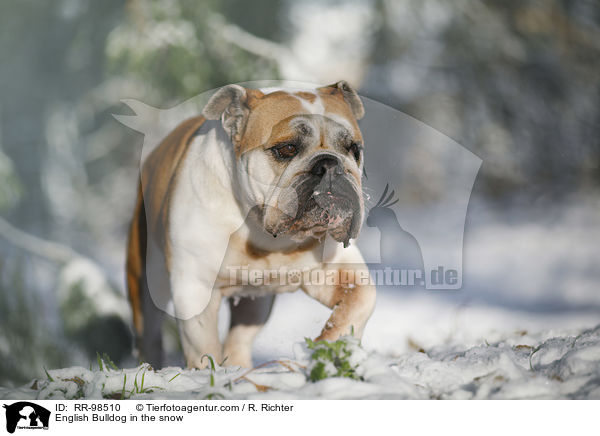 Englische Bulldogge im Schnee / English Bulldog in the snow / RR-98510