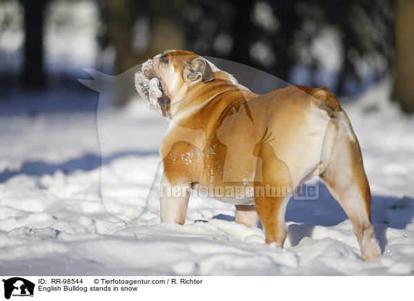 English Bulldog stands in snow / RR-98544