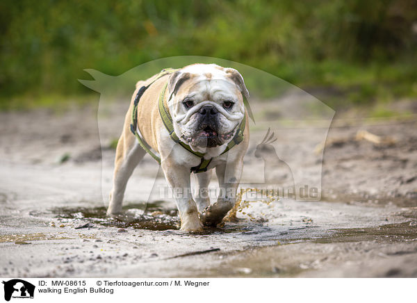 laufende Englische Bulldogge / walking English Bulldog / MW-08615